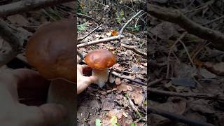 forester mushroomforest mushroom karpaty forest nature carpathians [upl. by Hester]