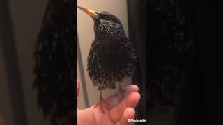 r2d2 bird most rare birds in the world cute birds [upl. by Kris]