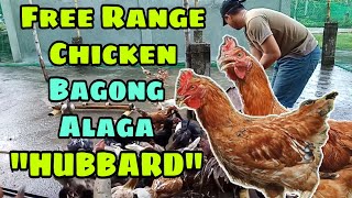 HUBBARD CHICKEN  UPDATE SA AKING BACKYARD FREE RANGE CHICKEN  BAGONG ALAGA [upl. by Neyu]