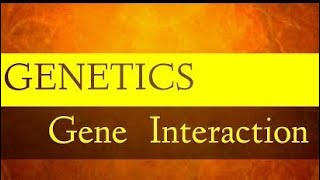 Gene Interactions Allelic and Nonallelic [upl. by Pergrim96]