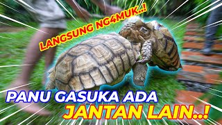 SULCATA RESCUE GA DITERIMA SAMA PEJANTAN GUE LANGSUNG NG4MUK 😱😱 [upl. by Sielen]