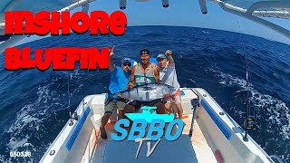 Episode 3  Inshore Bluefin [upl. by Aerbas]