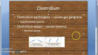 Microbiology 227 a Clostridium Anaerobic Bacteria Spore Perfringens Tentani Botulism Difficile [upl. by Erle]