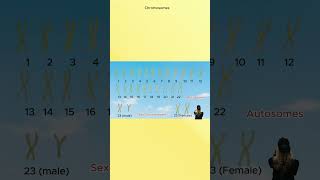 Male Y and female X chromosome 23 chromosomes SRY gene for male development shorts [upl. by Dannye]