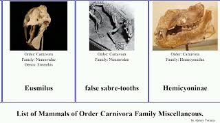 List of Mammals of Order Carnivora Family Miscellaneous false fulgens Ailurus Simocyon Ailuridae [upl. by Reiser]