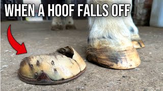 The Horse That Lost Its Hoof Hoof Restoration [upl. by Emanuela]