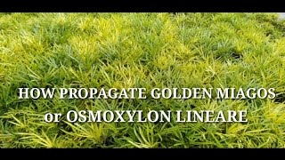 How to propagate golden miagos or osmoxylon linear [upl. by Lochner459]