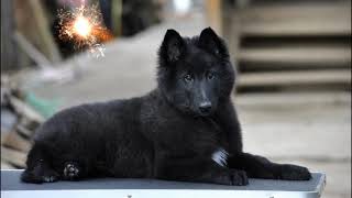 Puppy Groenendael Belgian Shepherd Moriarti video [upl. by Pavier]