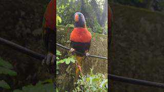 Rainbow lorikeet Sounds lorikeet birds foryou [upl. by Placida410]