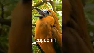 Terrifying birds sound scariest birds call in the world 🐥 youtubeshorts viralvideo [upl. by Nnaeiram]