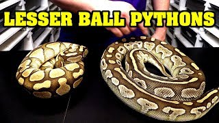 All about lesser ball pythons Identify combos comparisons etc [upl. by Adnauq]