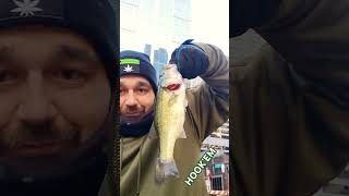 Downtown Chicago River Bass with the Beetle spinner HOOKEM 🎣 [upl. by Colman]