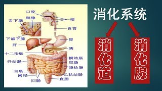 第21期 看病英语词汇  English for seeing a doctor 医学英语 身体部位名称中英对照 消化器官 二 Medical terminology 13 HME [upl. by Oby]