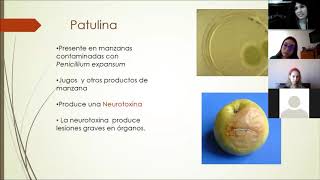 Práctica 13 Toxicologia de hongos  Introducción a Micotoxinas y Micetismos 🍄🍄☠️☠️💀 [upl. by Artenra]