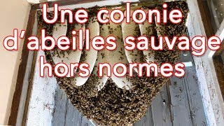 Sauvetage d’une énorme et jeune colonie d’abeilles sauvage  Des Abeilles et des Hommes  2 [upl. by Ahsiemac689]