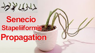 Senecio StapeliiformisPickle Plant Propagation  NJ and TX Garden [upl. by Richey]