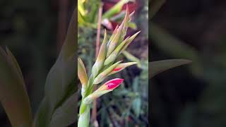 LILY PLANT HAS RED NAIL POLISH LOOKING BLOOMS 😳 GROWINGLILYPLANTART JENITASBFWELLWISHESGARDENING [upl. by Rosenzweig]