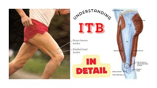 Iliotibial tract Iliotibial band anatomy Tensor fascia lata and gluteus maximus muscle action [upl. by Marti]