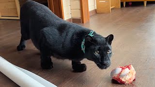 Someone broke into the house of Luna the panther 😱ENG SUB [upl. by Enaj]