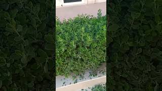 Atriplex halimus Hedge cutting on proper wayyoutubeshorts shortvideo viralvideo shorts video [upl. by Eusebio636]