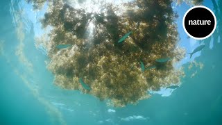 Drowning in seaweed How to stop invasive Sargassum [upl. by Xela]