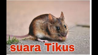 SUARA TIKUS untuk kucing [upl. by Race188]