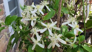 Plant of the Month Clematis Gouriana or Indian Travelers Joy  Pedutivva in Telugu [upl. by Allcot130]