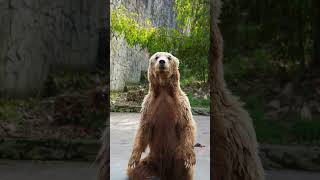 Bear waving at humans for fish delights [upl. by Dorcea]