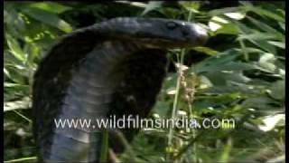 Cobra  a venomous snake [upl. by Dedric]