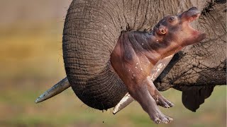 A Newborn Hippos Life is Taken By an Elephant [upl. by Ecnedurp]