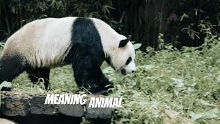 The Hilarious History and Mythology of Giant Pandas 🐼 [upl. by Bodkin]