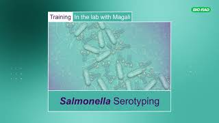 Salmonella Serotyping Training in the Lab with Magali [upl. by Eelta]