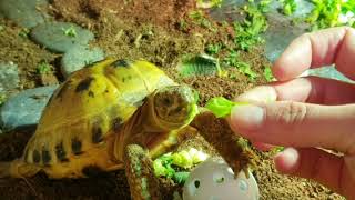 Trunky the Horsefield Tortoise 🐢 likes his green veroikakoleva2372 video videos pets tortoise [upl. by Damarra]