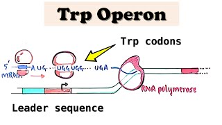 Tryptophan Trp Operon a repressible operon  UGG codons in E coli amp TRAP protein in B subtilis [upl. by Aurelia]