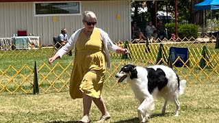 AKC DOG SHOW 20240526 [upl. by Nickolas]