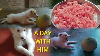 A Day With My Indian Spitz Dog ll Indian Spitz Breed ll Dog Vlog In Bengali ll What He Do Full Day [upl. by Nyrrek]