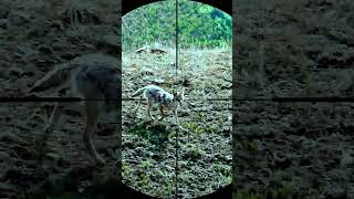 coyote hunting with sniper rifle coyote hunting animals snipers shorts wildlife [upl. by Ahsemaj]