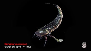 Eurypterus remipes model [upl. by Hess106]