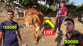 LIVE Gir Cow Buying🐄😱  गुजराती किसान से गाय ख़रीदीं [upl. by Erick]