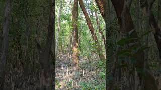 Mangrove Forest of Nijhum DwipHatiaBangladesh [upl. by Skiba909]