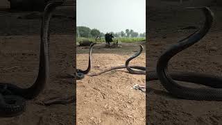 king Cobra Sanke naag Jogi dance short video naag Jogi snake king cobras 😃 [upl. by Ellehcin795]