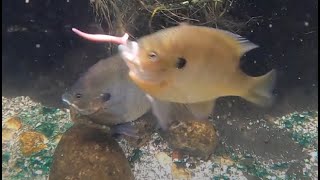 Feeding Bluegill in the backyard pond [upl. by Aisiat]