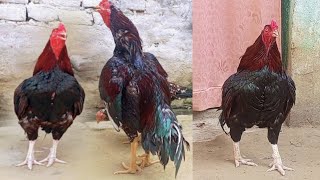 Aseel Rooster Crowing compilation  Rooster Crowing  Murga Sound  Compilation Plus Sound Effec 1 [upl. by Downs]