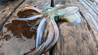 Jetty Fishing In Winter ■■ Squid banjo and more [upl. by Reppart]