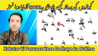 Kabutar ki Parwaz ka Nuskha  Kabutar ka Parwaz Kaise badhaye🐦 [upl. by Atel883]