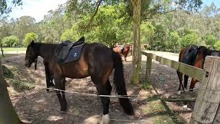 Stock horses at Glenworth Valley NSW [upl. by Eilagam10]