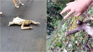 Sloth waves back to rescuer who helped him cross the road [upl. by Ennaus]