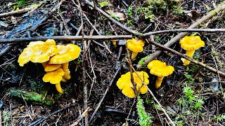 Foraging for chanterelle mushrooms in October 2024 [upl. by Anelej856]