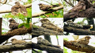 JUNGLE NIGHTJAR at Sindhrot Nature Education Park Vadodara  GREY NIGHTJAR [upl. by Faline]