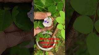 Rare variety aparajita flowers plants growing small pots butterfly pea flowers clitoria ternatea [upl. by Issac]